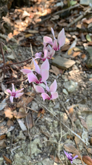 Cyclamen graecum