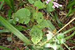 Stachys tubulosa