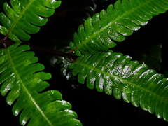 Steiropteris glandulosa