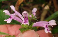 Stachys tubulosa