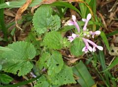 Stachys tubulosa