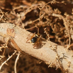 Kalcerrytus