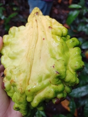 Cola nitida
