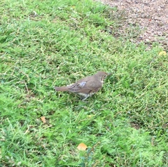 Turdus philomelos