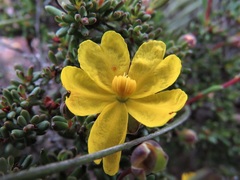 Hibbertia gracilipes
