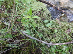 Micranthes nelsoniana aestivalis