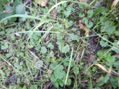 Micranthes nelsoniana aestivalis