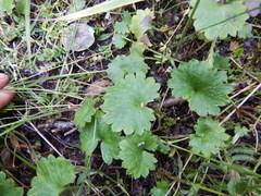 Micranthes nelsoniana aestivalis