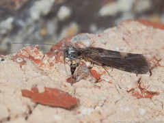 Cheumatopsyche analis