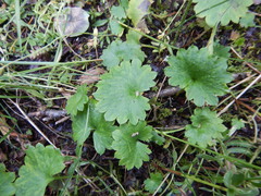 Micranthes nelsoniana aestivalis