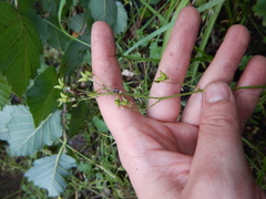 Micranthes nelsoniana aestivalis