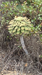 Aeonium urbicum subsp. meridionale image
