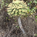 Aeonium urbicum meridionale - Photo (c) Raul Rancel Salazar, algunos derechos reservados (CC BY-NC), subido por Raul Rancel Salazar