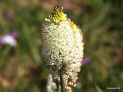 Bulbinella eburniflora