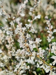 Fallopia baldschuanica