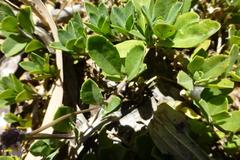 Phyla nodiflora nodiflora