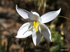 Cyanella alba alba
