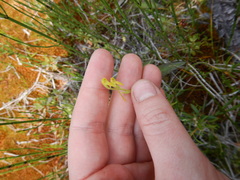 Platanthera tipuloides