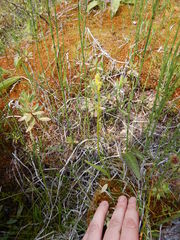 Platanthera tipuloides