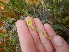 Platanthera tipuloides