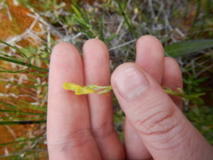 Platanthera tipuloides
