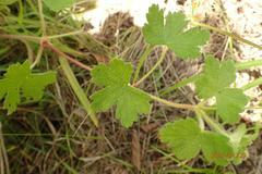 Geranium wakkerstroomianum