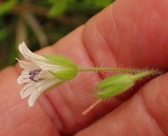 Geranium wakkerstroomianum