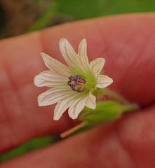Geranium wakkerstroomianum