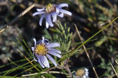 Aster altaicus