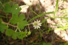 Geranium wakkerstroomianum