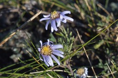 Aster altaicus