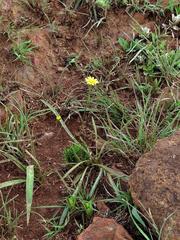 Euryops laxus