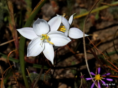 Cyanella alba alba