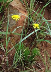 Euryops laxus