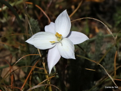 Cyanella alba alba