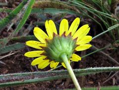 Euryops laxus