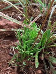 Euryops laxus
