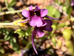 Diascia parviflora