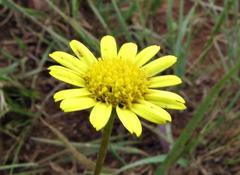Euryops laxus
