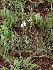 Chlorophytum transvaalense