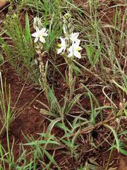 Chlorophytum transvaalense