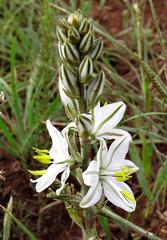 Chlorophytum transvaalense