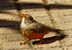 Turdus olivaceus pondoensis