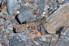 Angaracris barabensis