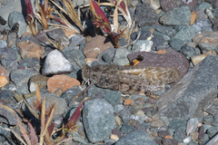 Angaracris barabensis