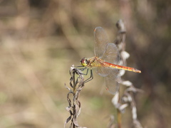 Sympetrum depressiusculum