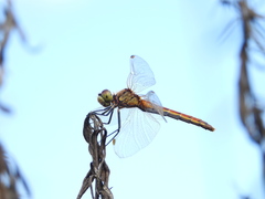 Sympetrum depressiusculum