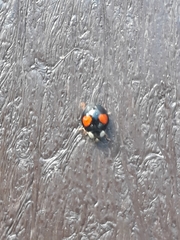 Harmonia axyridis