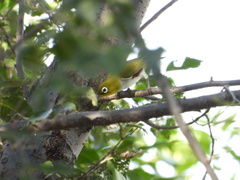 Zosterops erythropleurus