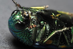 Sternocera aequisignata